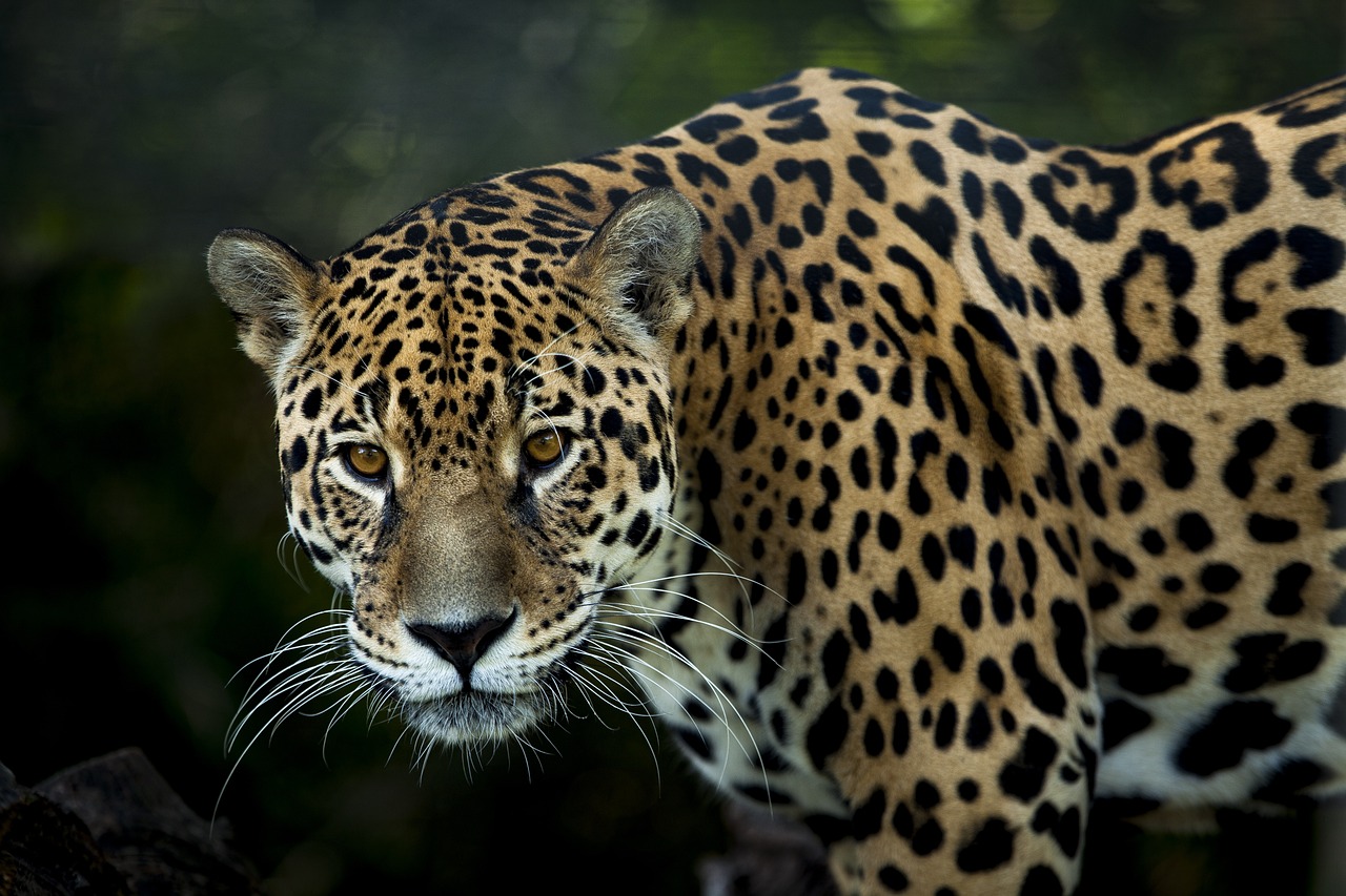 Jaguár