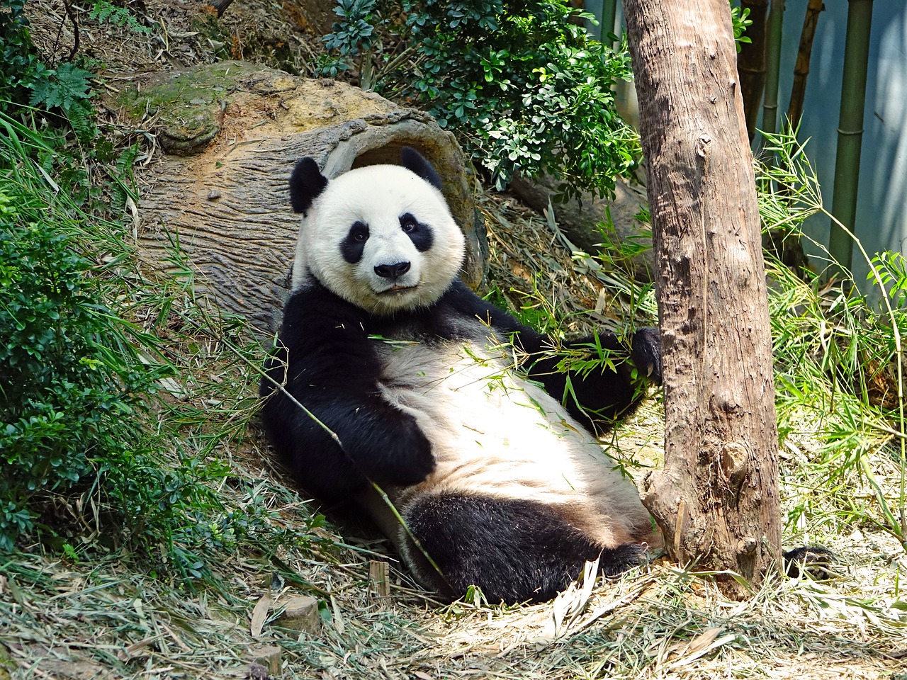 Panda